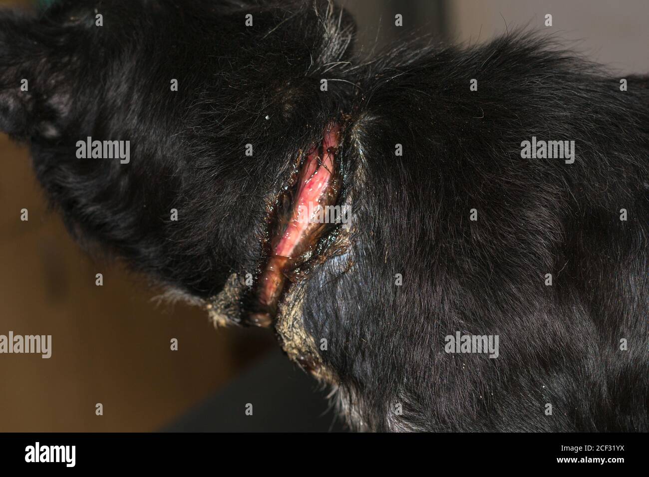 dog wound collar