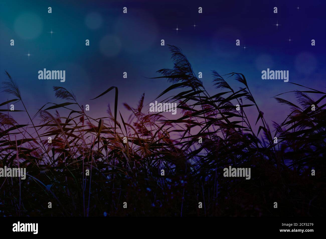 Summer night background - lake reeds with seed panicles. Romantic landscape. Travel and adventure at night. Stock Photo