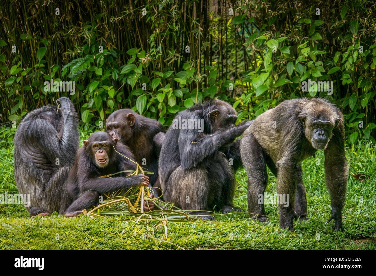 Interesting animal behavior, with focus on the adult male chimpanzee on right having his buttocks groomed. Stock Photo