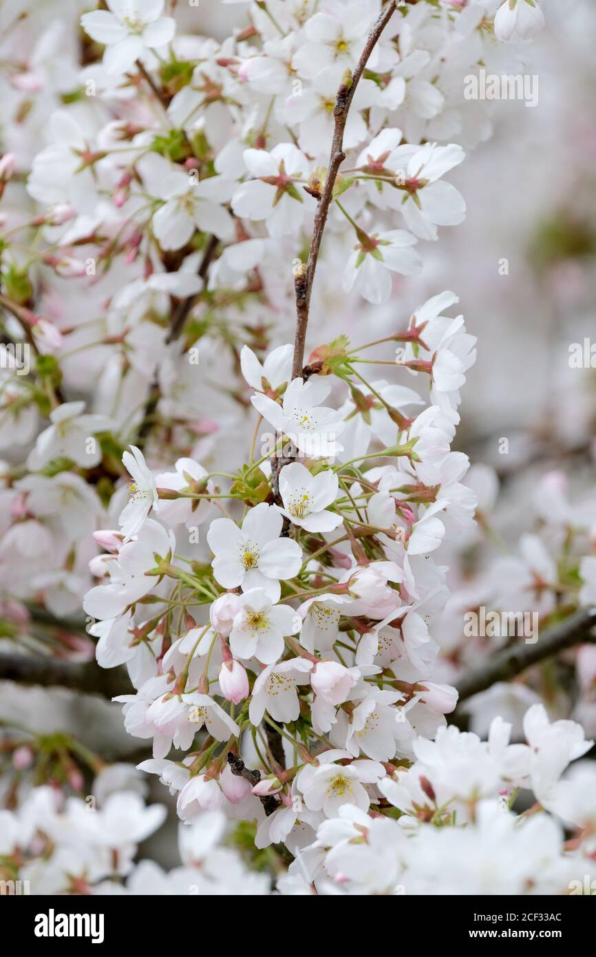 Prunus × yedoensis, Prunus × yedoensis 'Somei-yoshino' or Yoshino cherry. Japanese flowering cherry. Potomac cherry. Tokyo cherry Stock Photo