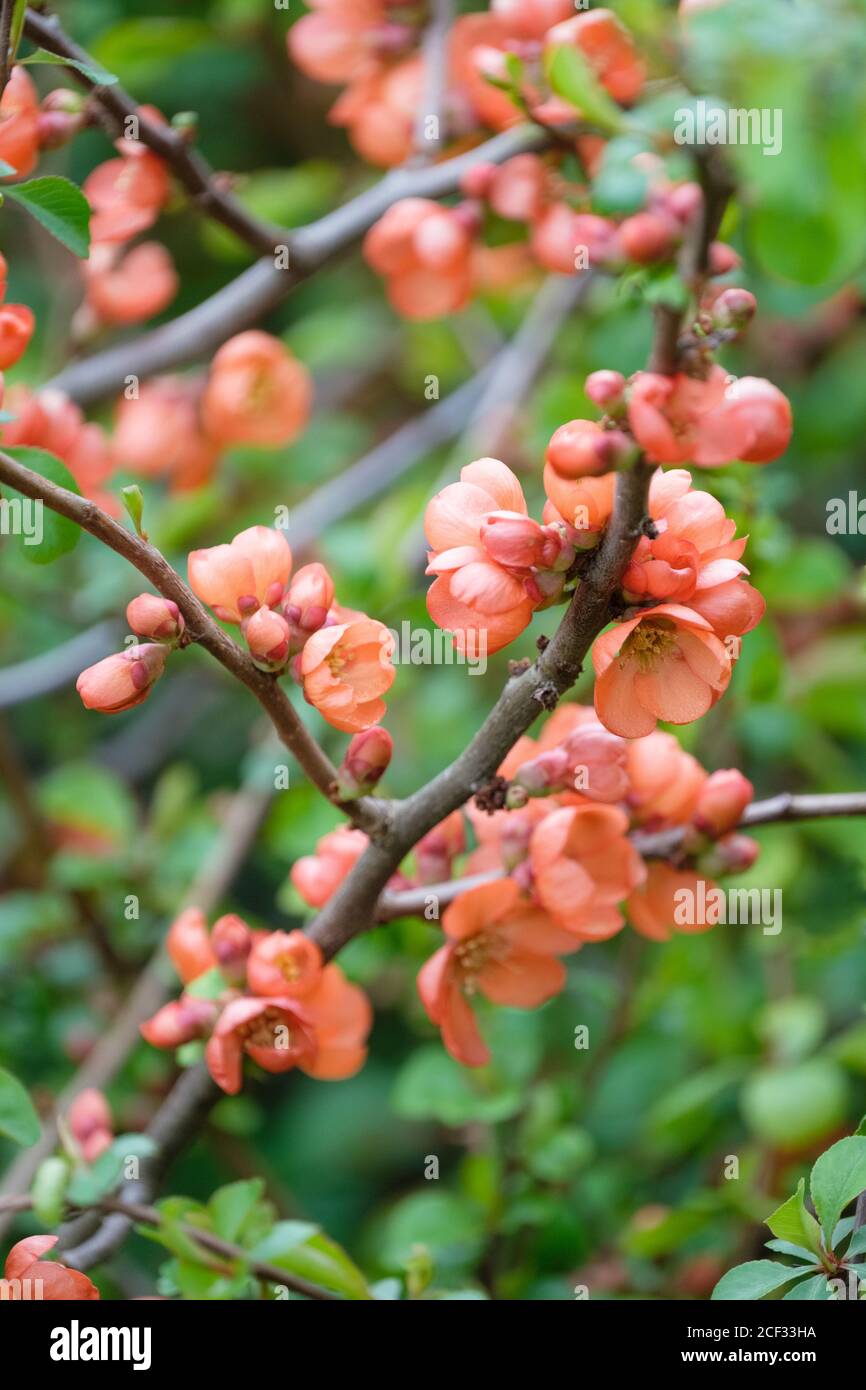 Coral pink flowers in early spring of Chaenomeles superba 'Coral sea'. Japanese quince 'Coral Sea' or Maule's quince 'Coral sea'. Stock Photo
