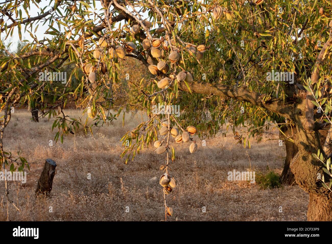 Almond tree growing wild in hi-res stock photography and images - Alamy