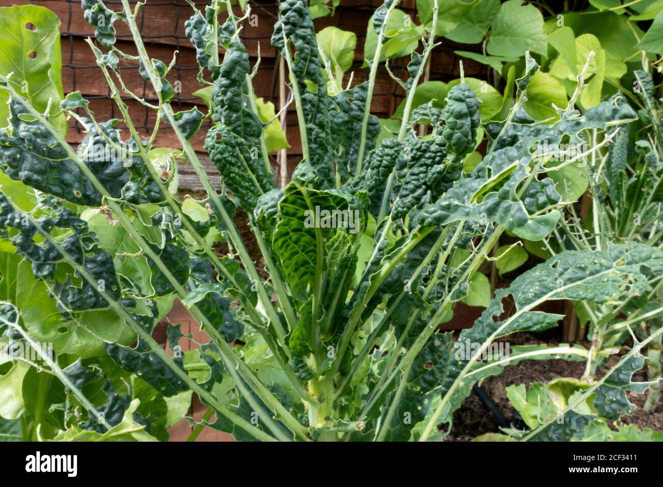 damage by caterpillars from cabbage white butterflies Stock Photo Alamy