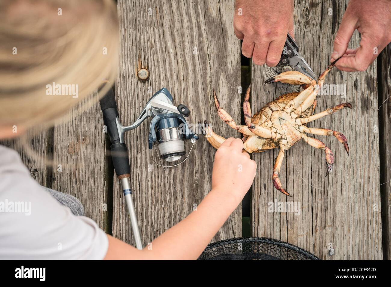 Hands freeing crab caught in fishing line on a wooden dock on Lopez