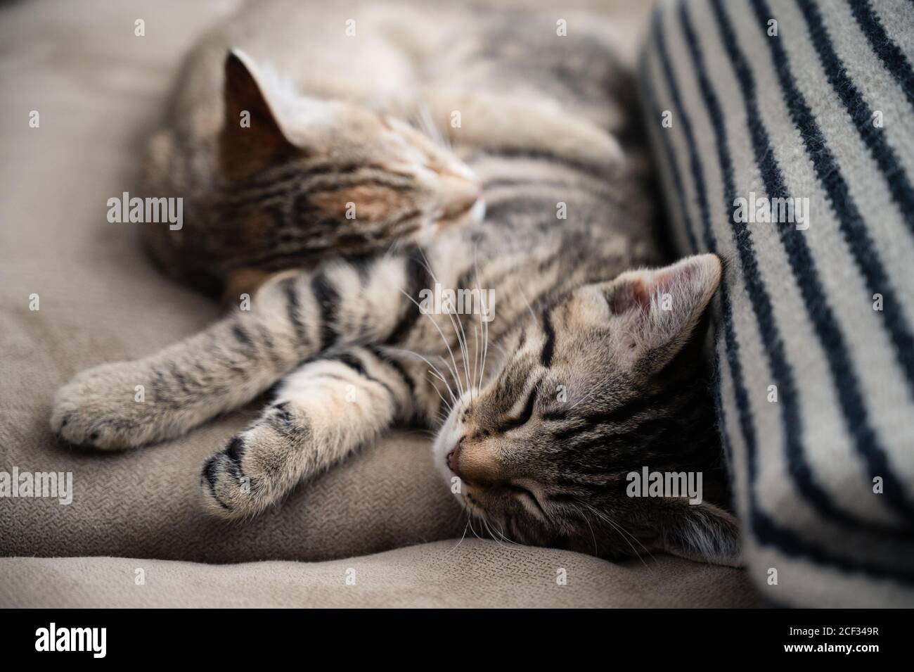 Two Kittens Sleeping Next To Each Other on Sofa at Home Stock Photo