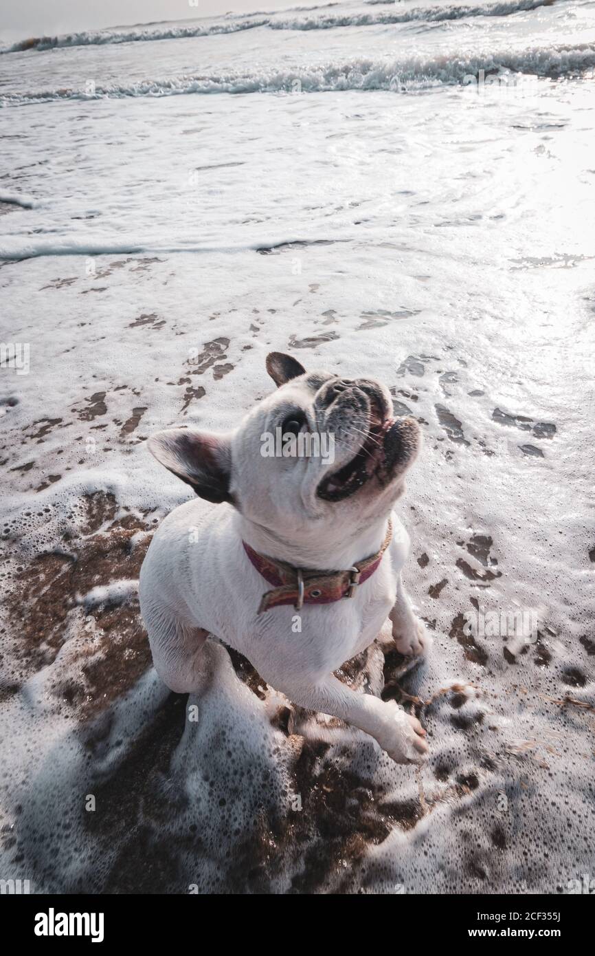 French bulldog playing in the beach on sunset Stock Photo