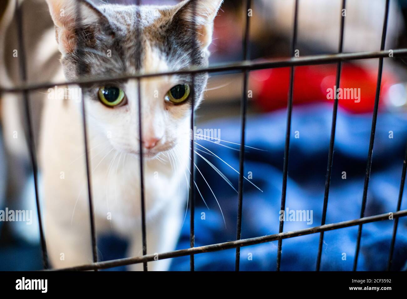 Cat in a Crate for Evacuation or Rescue - Family Pets Need Evacuation Stock Photo