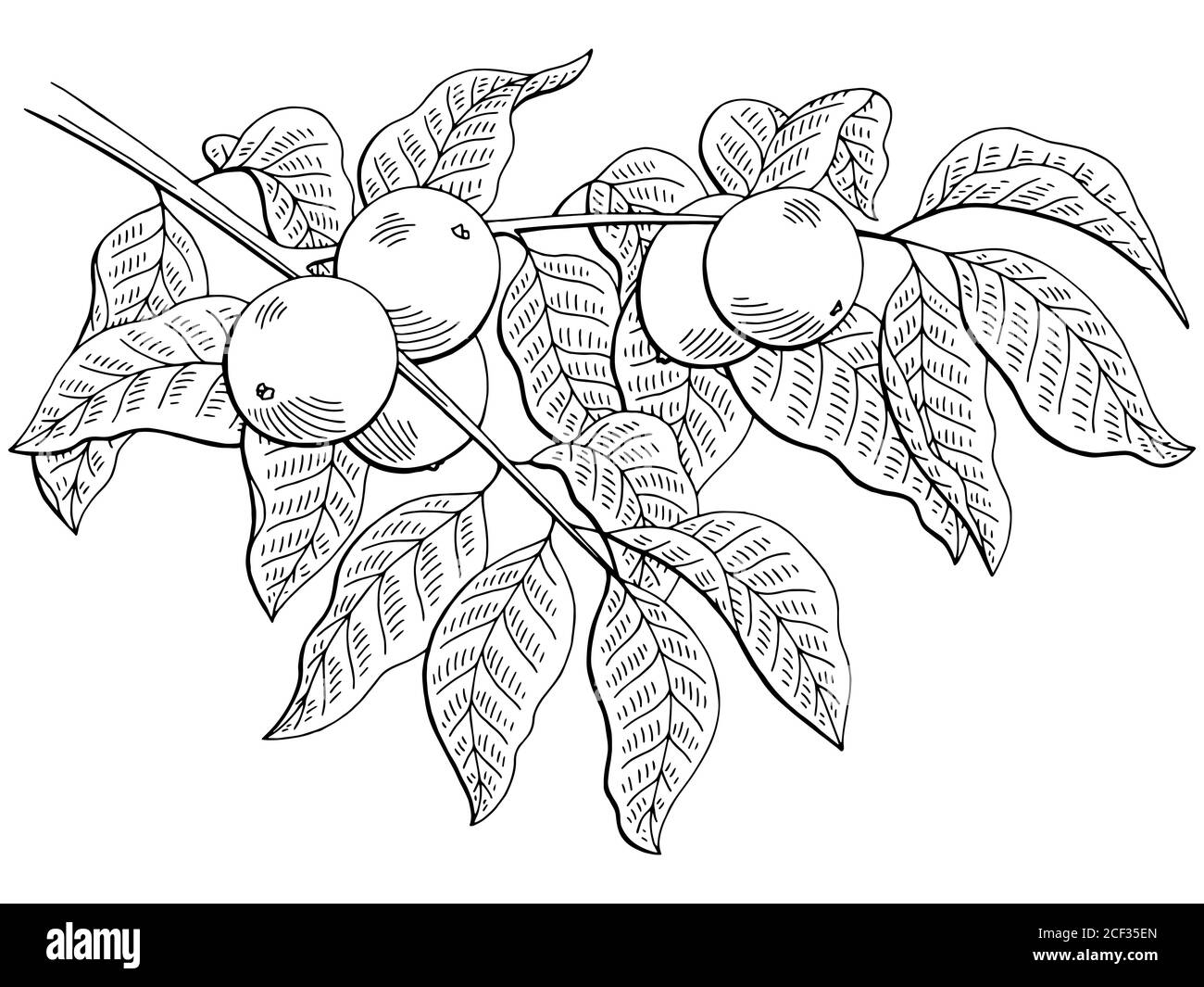 Walnut graphic branch black white isolated sketch illustration vector Stock Vector