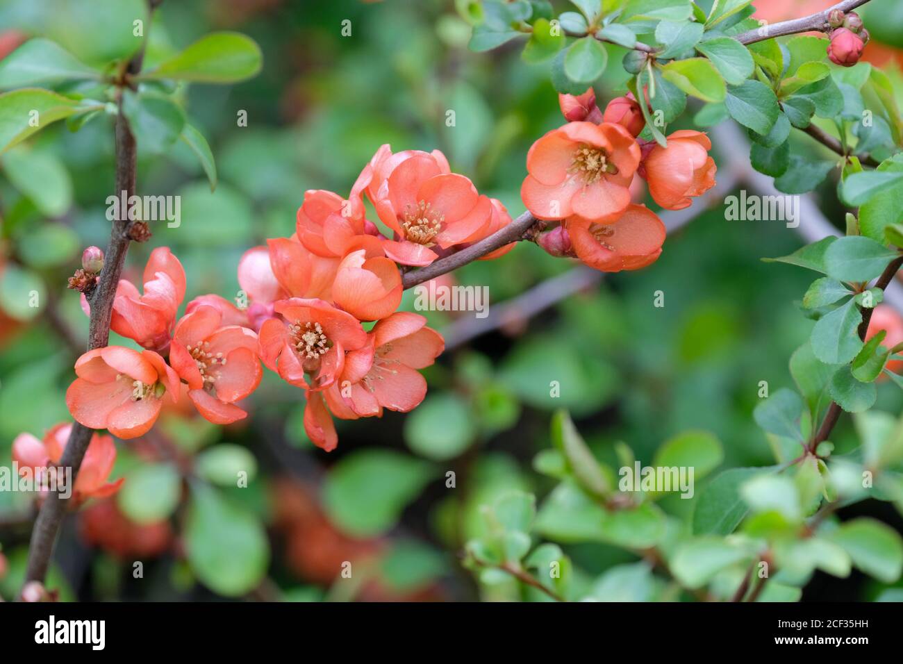 Coral pink flowers in early spring of Chaenomeles superba 'Coral sea'. Japanese quince 'Coral Sea' or Maule's quince 'Coral sea'. Stock Photo