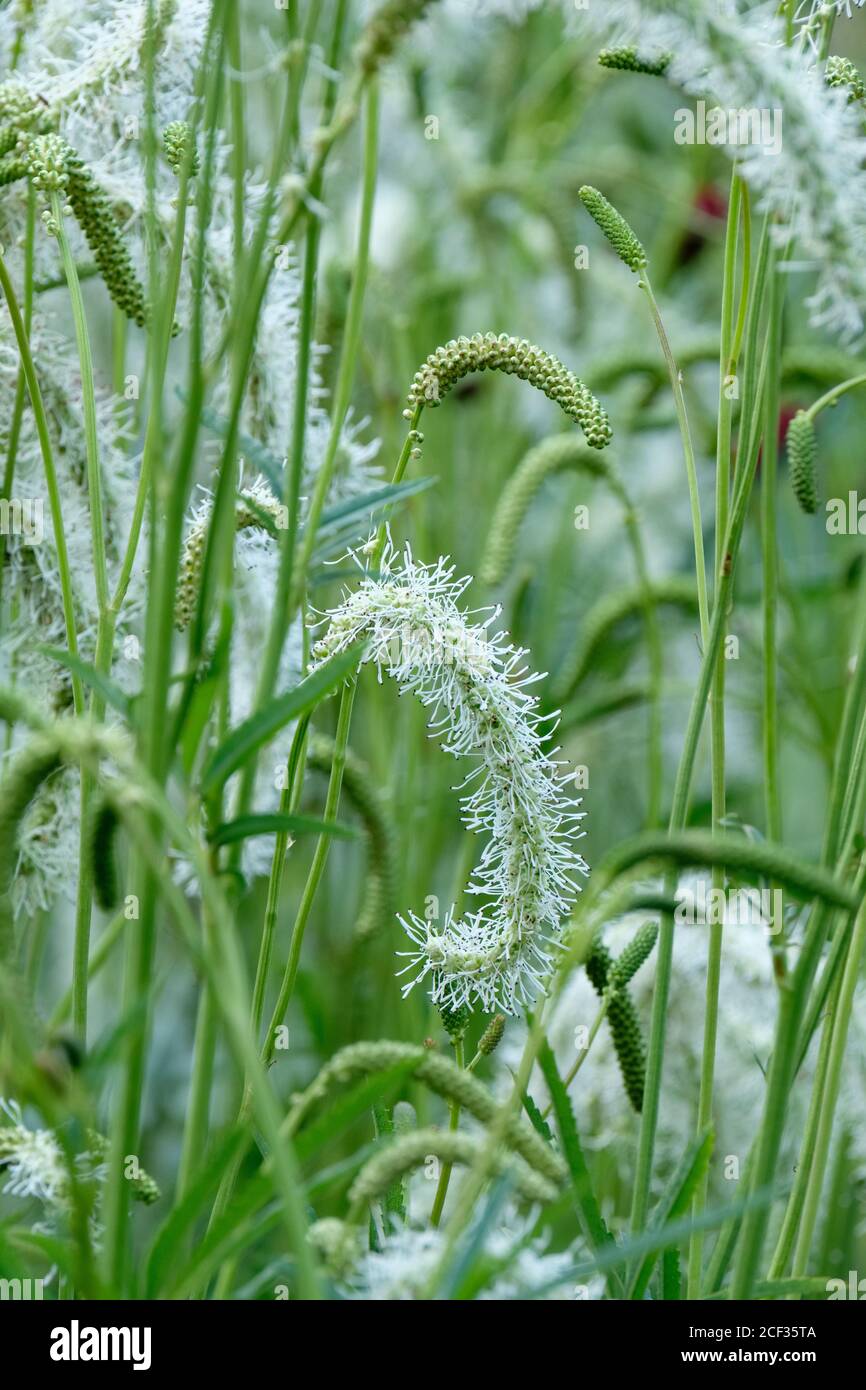 Sanguisorba 'Ivory Towers'. Burnet 'Ivory Towers'. White flower white bottlebrushes in mid-summer Stock Photo