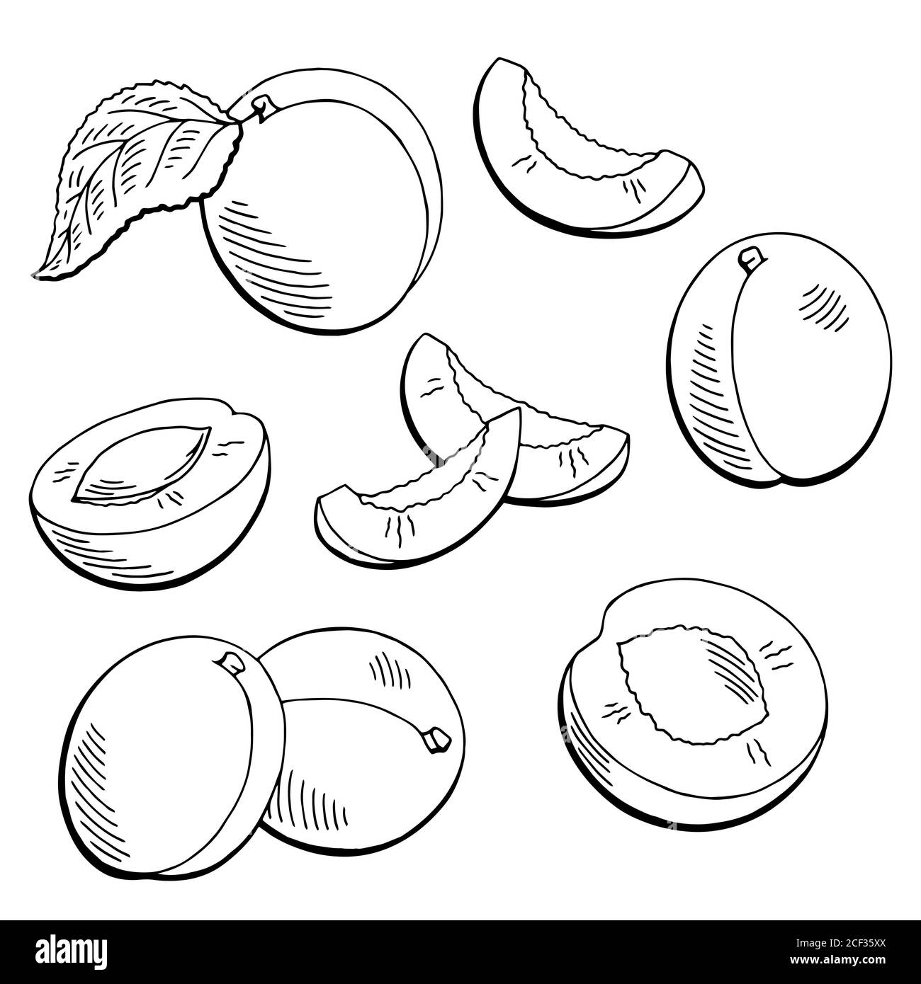 Apricot fruit graphic black white isolated sketch illustration vector