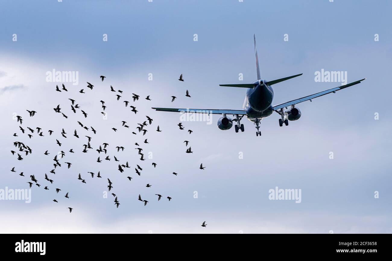 Flock of birds in front of airplane at airport, concept picture about dangerous situations for planes Stock Photo