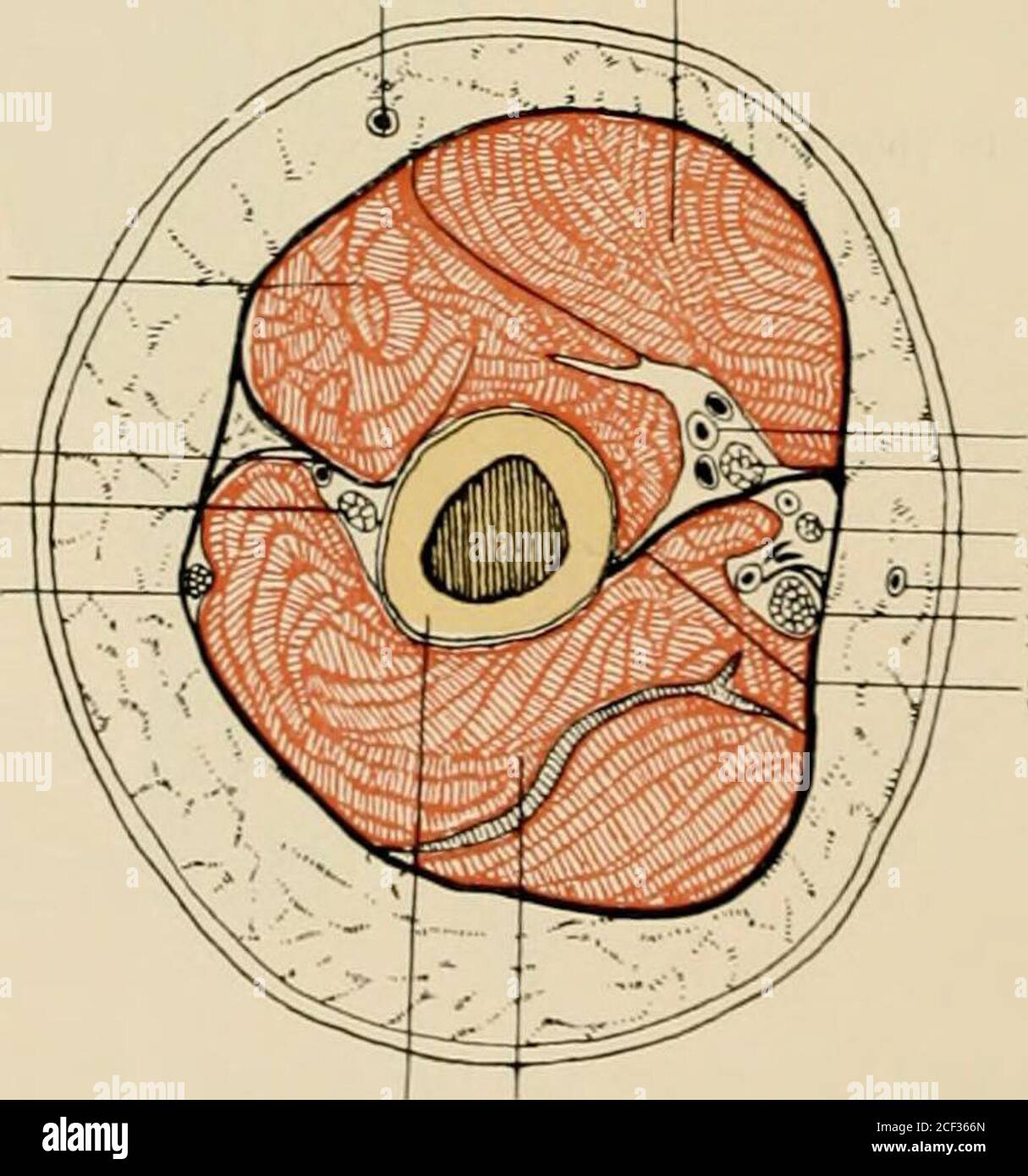 . Die Anatomie des Menschen : Mit Hinweisen auf die ärztliche Praxis : Abt. 1-6. Text und Atlas. M. pectoi. maj. X M. deltoideus X M. brachial. Schulterblattmuskeln, tiefere Schichte. Das Acromion ist abgeschnitten, ebenso der ^lusculus deltoideus. 51 V. cephalica M. biceps M. brachialis Septum intermusc. lateral. N. radial. N. cutan. antebrach. dors.. Vasa brachial. N. median. N. cutan. antebr. med. . basilica N. ulnaris Septum intermusc. mediale Humerus M. tricepsQuerschnitt durch die Mitte des rechten Dbcrarmes. Obere Schnittfläche (Aniputationsstumpf). Musculi extremitatis superioris.- 42 Stock Photo