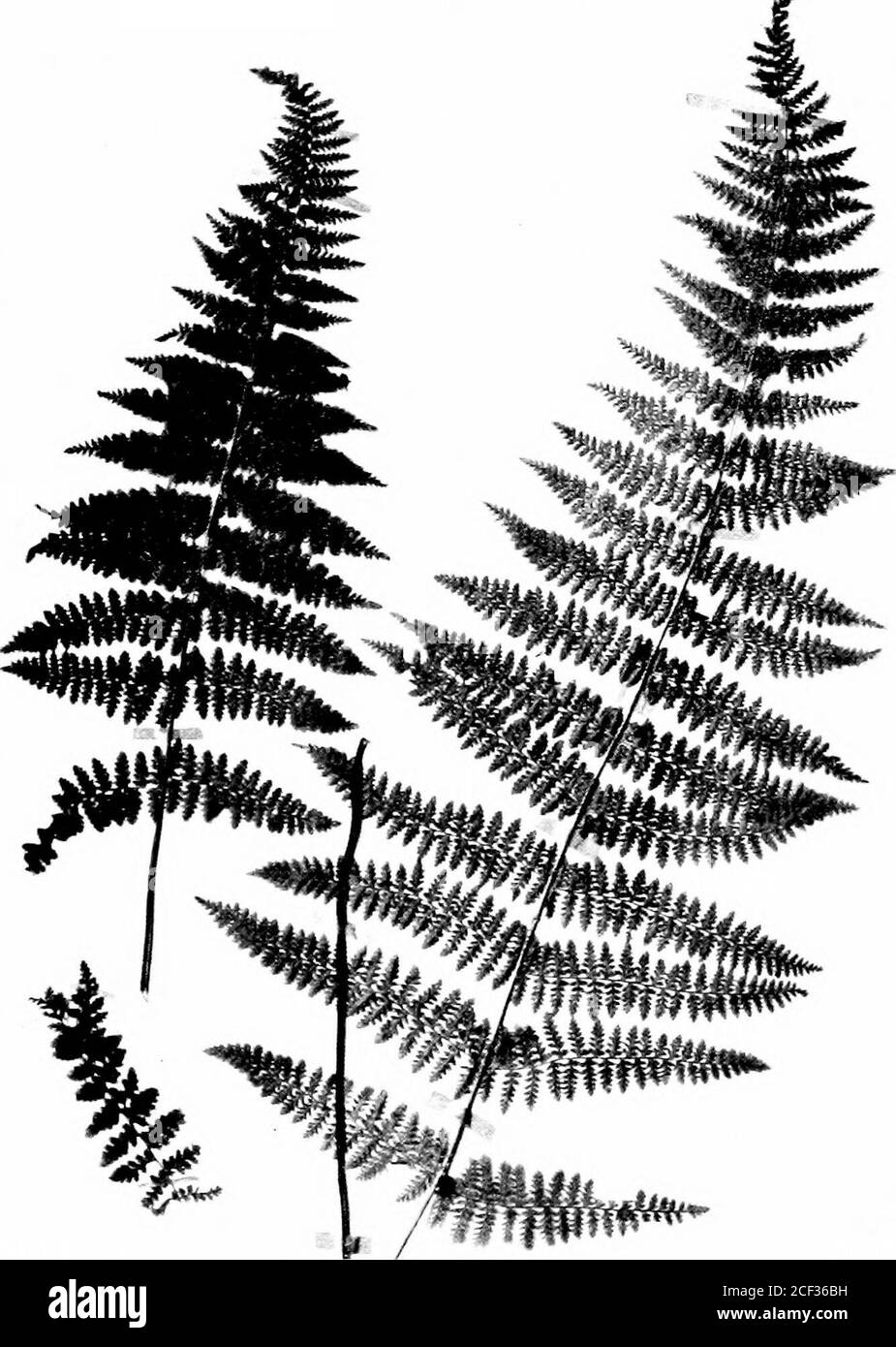 . The fern lover's companion; a guide for the Northeastern States and Canada. inia,Gaspe Peninsula, Rocky Mountains, and westward toOregon and California. (7) Cathcarts Woodsia. JJoodsia CatJicartiana Fronds eight to twelve inches high, lanceolate, bipin-natifid, finely giandular-puberulent. Pinuie oblong; thelower distant segments oblong, denticulate, separated bywide sinuses. Rocky river banks, west ^Michigan to northeast Min-nesota. Dennstaedtia. Dicl-sbiiia Fruit-dots small, globular, marginal, each on the apexof a vein or fork. Sporangia Iwrne on an elevated, globu-lar receptacle in a mem Stock Photo