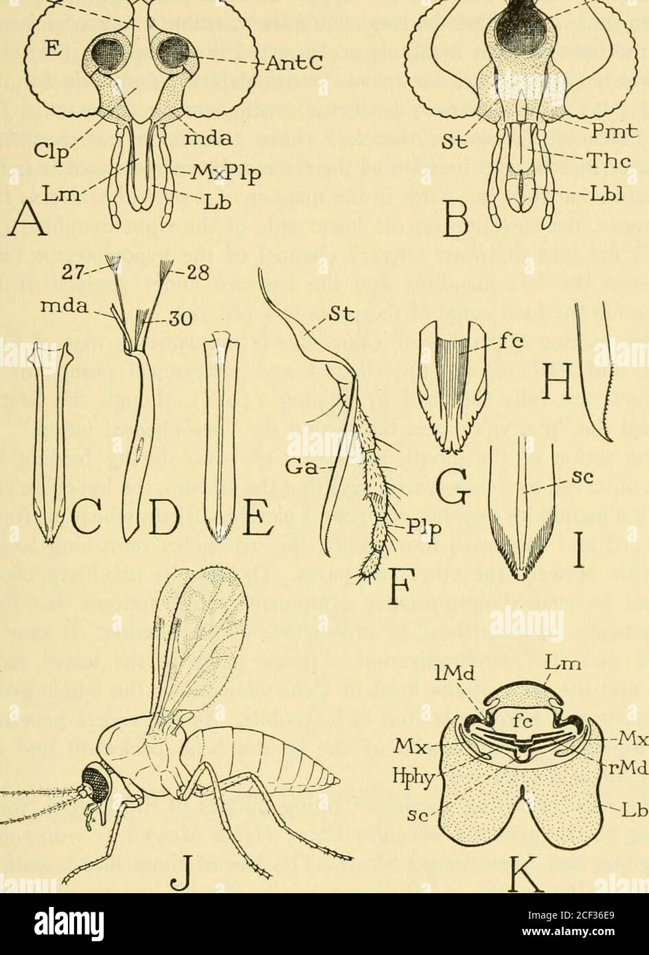 . Smithsonian miscellaneous collections. E,and F of the figure; apical details of the labrum, the maxillary galea,and the hypopharynx are more enlarged at G, H, and I. The salivarycanal of Culicoides, as shown by Jobling (1928), traverses the proxi-mal third of the hypopharynx and then, emerging on the anteriorsurface of the latter, continues its course to the apex as an openchannel (K, se). The mandibles deserve particular attention. According to Joblingthey are present in both sexes of Culicoides pulicaris but are rela-tively weak in the male. Each mandible of the female (fig. 22 D) isa thin Stock Photo