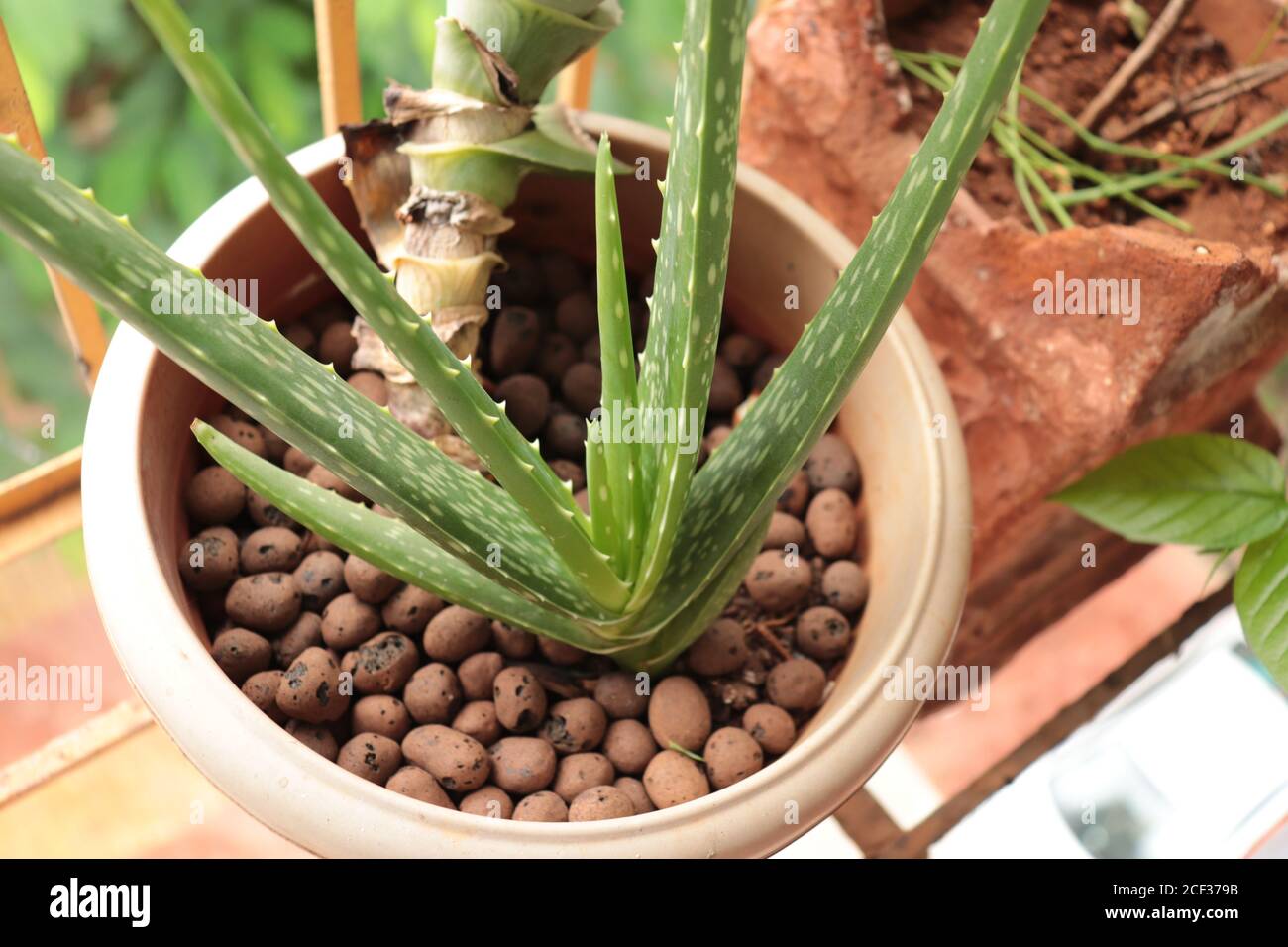 Aloe vera plant growing on balcony garden Stock Photo