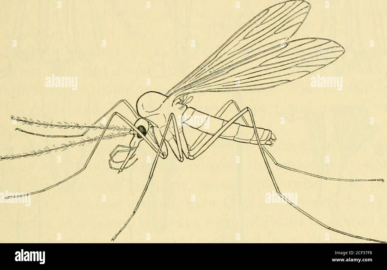. Smithsonian miscellaneous collections. he neck (B, Cvx) by its upper part.The front of the head (A) has the same structure as in the mosquito.The frons (Fr) consists of a median bar expanded above theantennae, and forked below into a pair of arms extending laterally tothe lower ends of the eyes. The large clypeus (Clp) is separatedfrom the frontal arms by an epistomal groove containing laterally NO. BITING AND SUCKING INSECTS—SNODGRASS 51 the anterior tentorial pits (at). The back of the head (C), unlike thatof the mosquito, is mostly nonsclerotized, there being an extensivemembranous area f Stock Photo