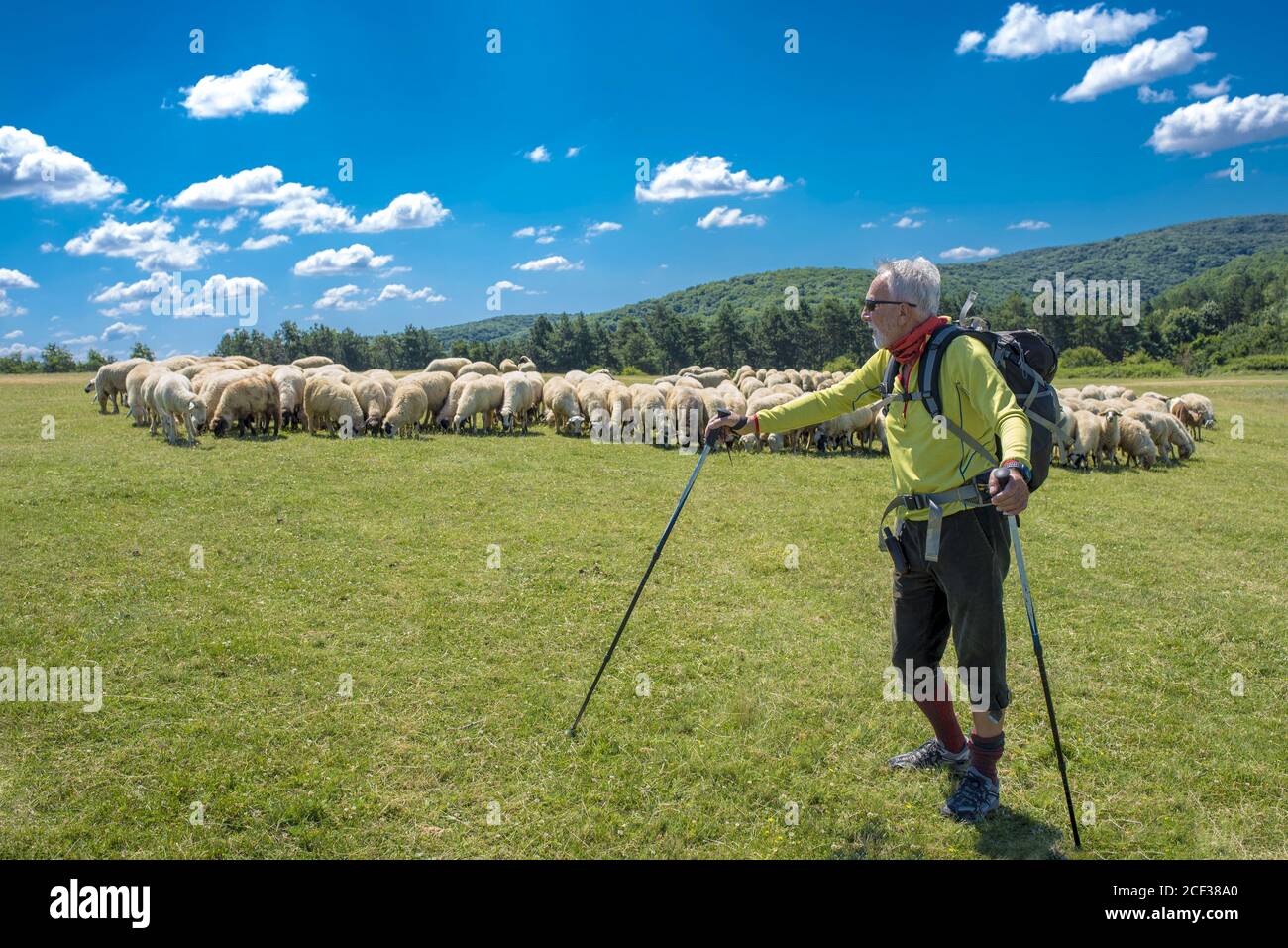 Old fit male hiking on mountain meadow with a flock of sheep Stock ...
