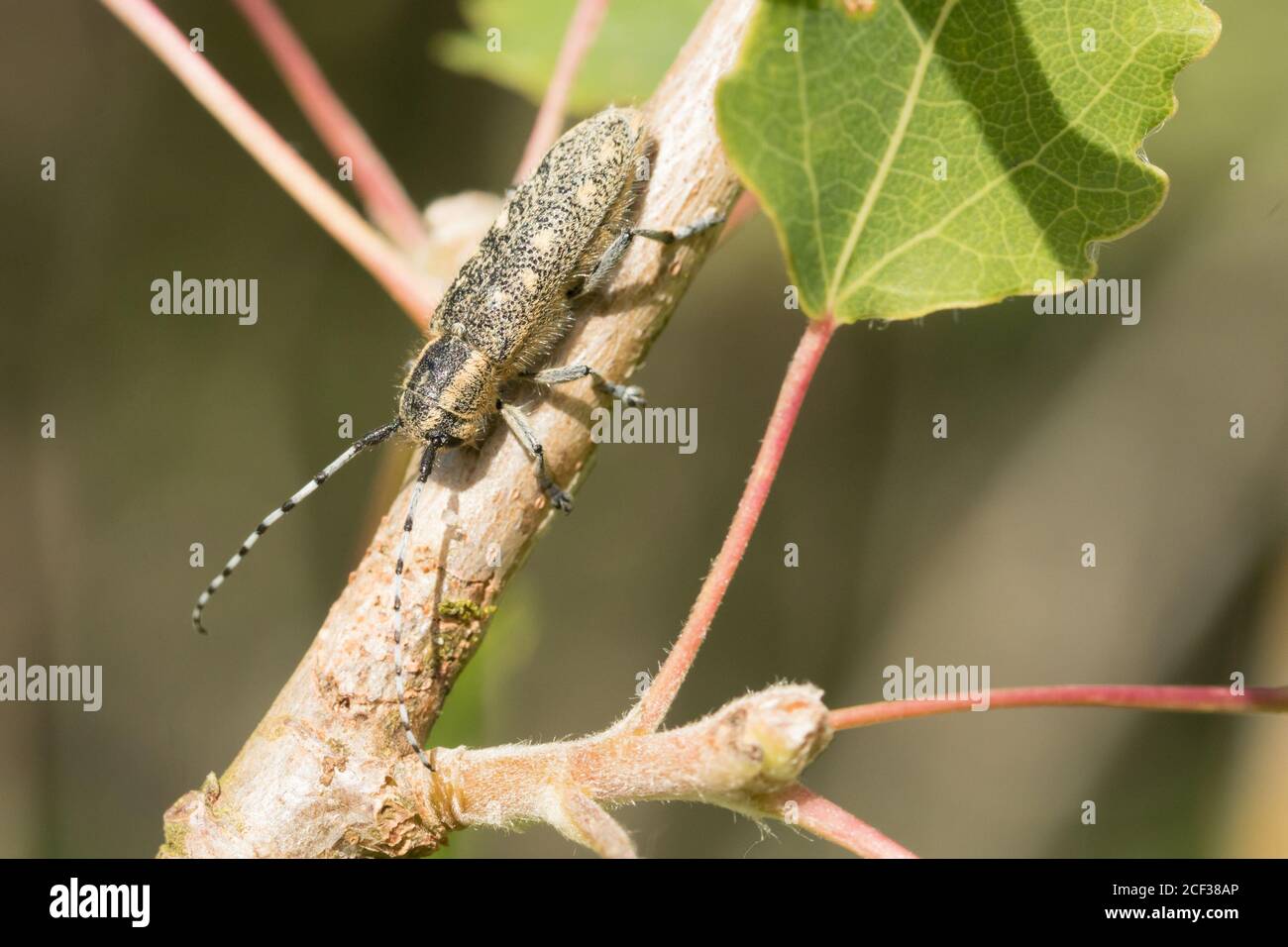 Small poplar longhorn beetle (Saperda populnea) on aspen. Sussex, UK. Stock Photo
