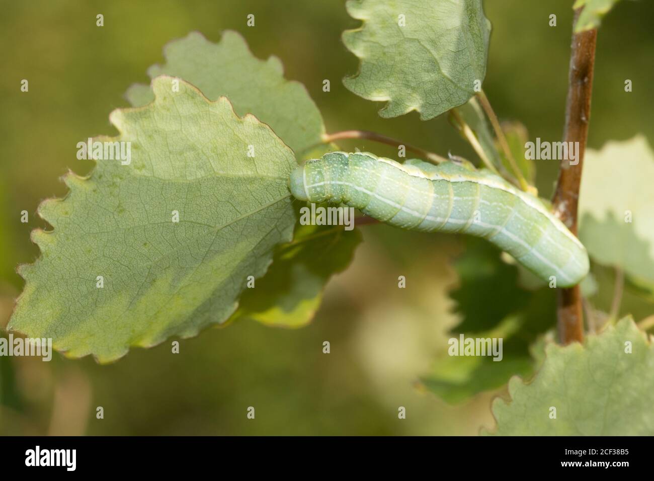 Clouded drab (Orthosia incerta) moth larva on aspen. Sussex, UK. Stock Photo