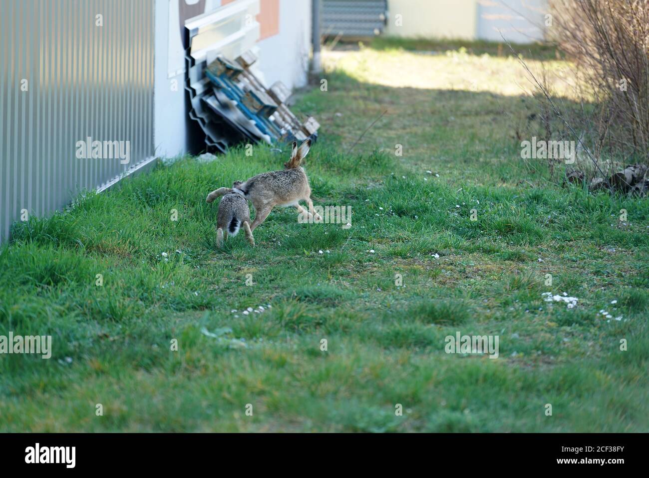 Rabbits playing in a garden Stock Photo - Alamy