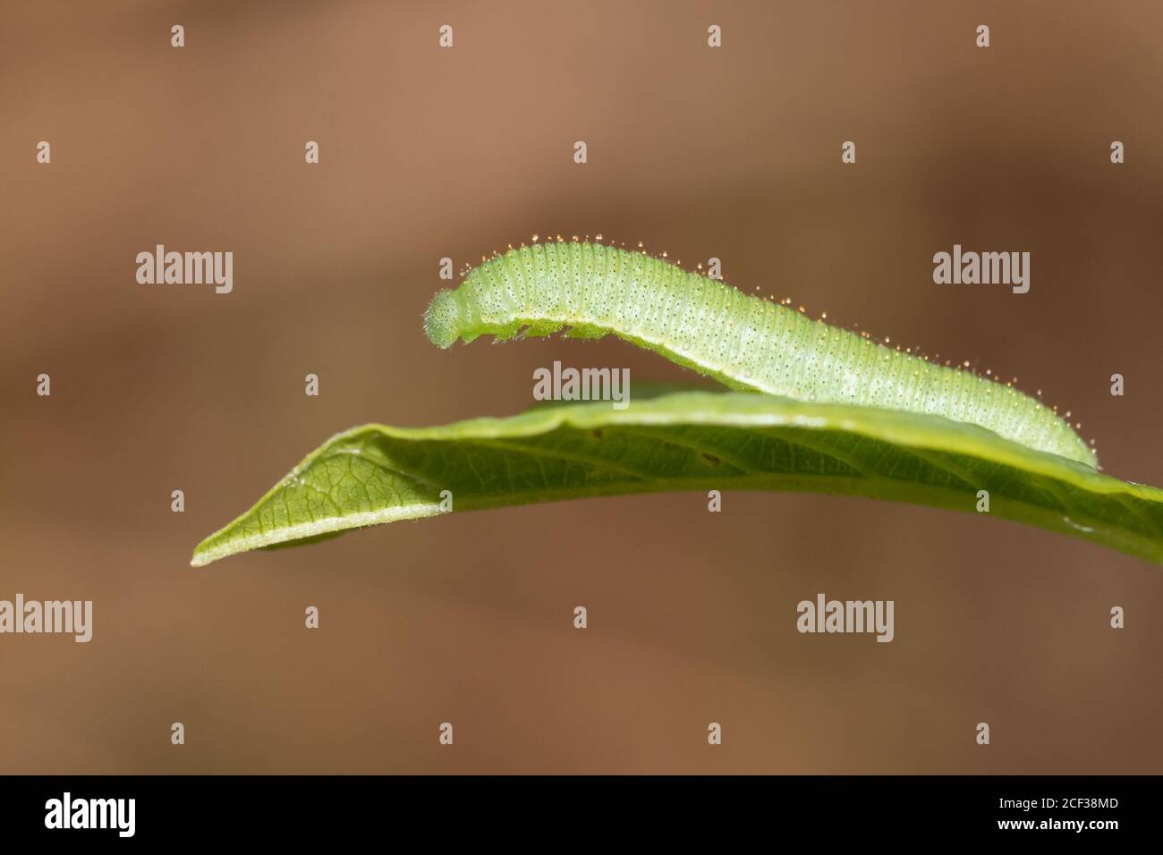 Brimstone (Gonepteryx rhamni) butterfly caterpillars  on alder buckthorn (Frangula alnus). Sussex, UK. Stock Photo