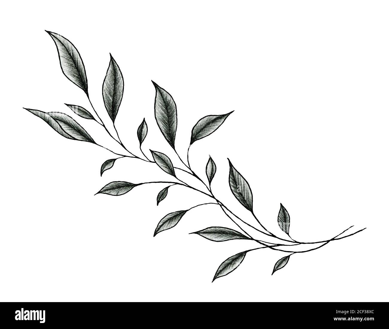 vintage leaf drawing isolated on white, ink hand drawn botanical  illustration of a plant branch, black floral sketch Stock Photo - Alamy