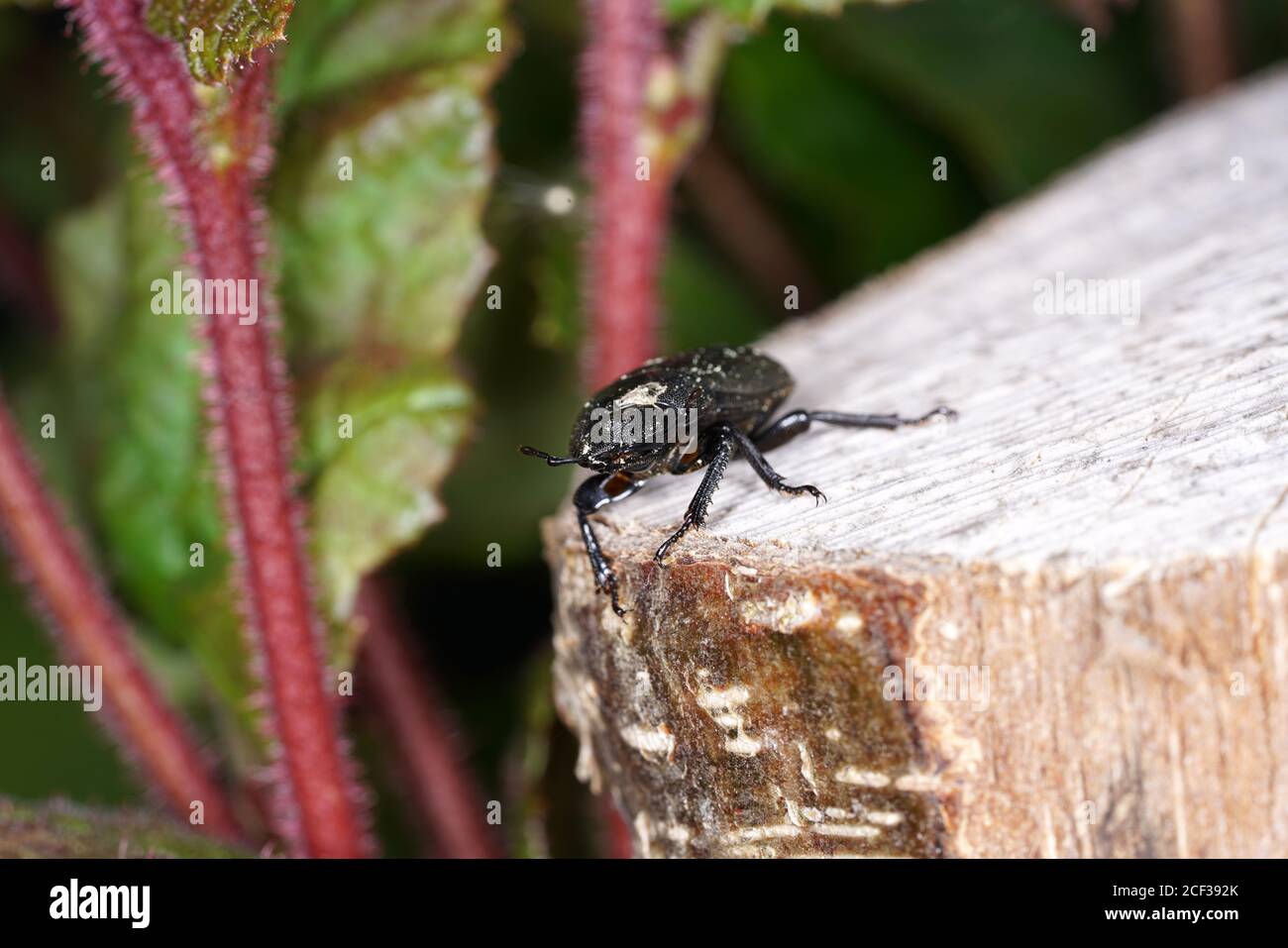 Closeup shot of a geotrupidae beetle on a rock, an earth-boring dung beetle Stock Photo