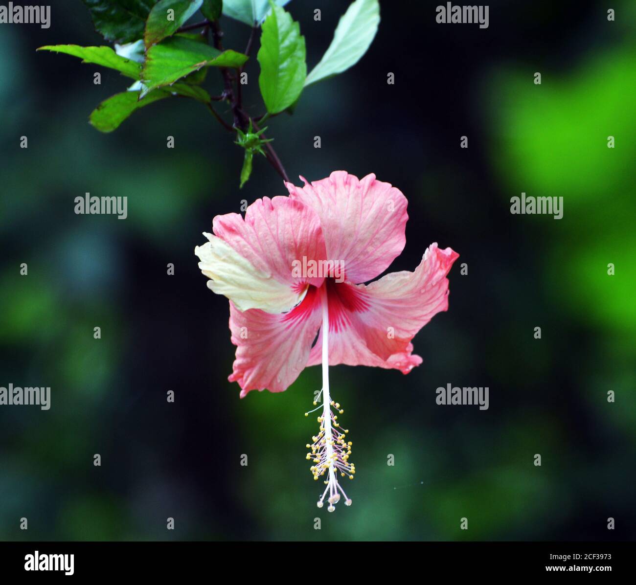 Peach hibiscus rosa sinensis hi-res stock photography and images - Alamy