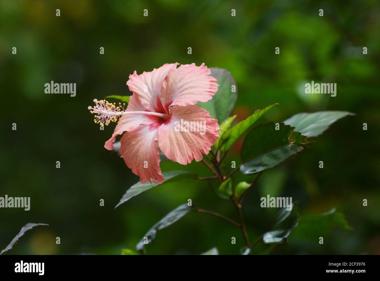 Kerala Hibiscus Flower High Resolution Stock Photography and Images - Alamy