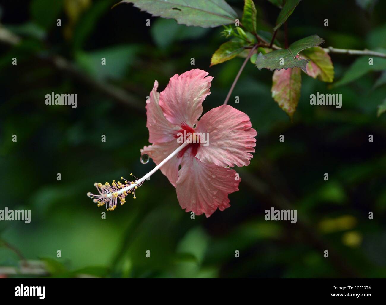 Peach hibiscus hi-res stock photography and images - Alamy