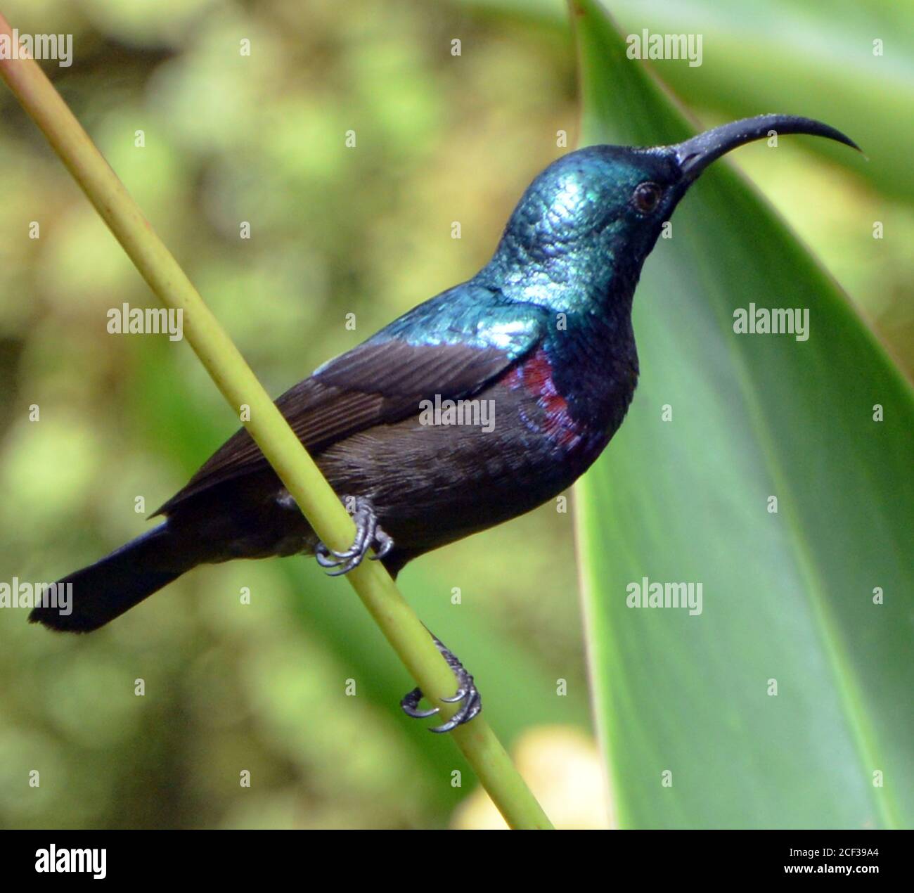 Loten's sunbird(male) or soochimukhi Stock Photo