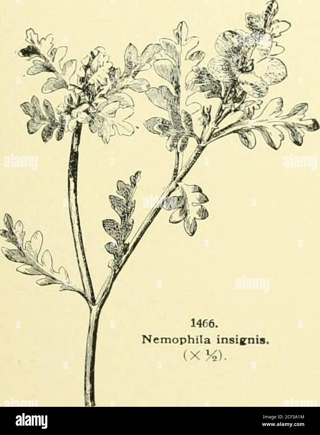 . Cyclopedia of American horticulture, comprising suggestions for cultivation of horticultural plants, descriptions of the species of fruits, vegetables, flowers and ornamental plants sold in the United States and Canada, together with geographical and biographical sketches, and a synopsis of the vegetable kingdom. ul whether Neniophilashave ever been sucressfnily thrown outdoors duringsimimer in the vicinity of Boston. The writer hastried them over and over aguiu without success. His NEMOPHILA best results have been attained by growing them inpots in a cool greenlimisi-. Neniuphil:is are said Stock Photo