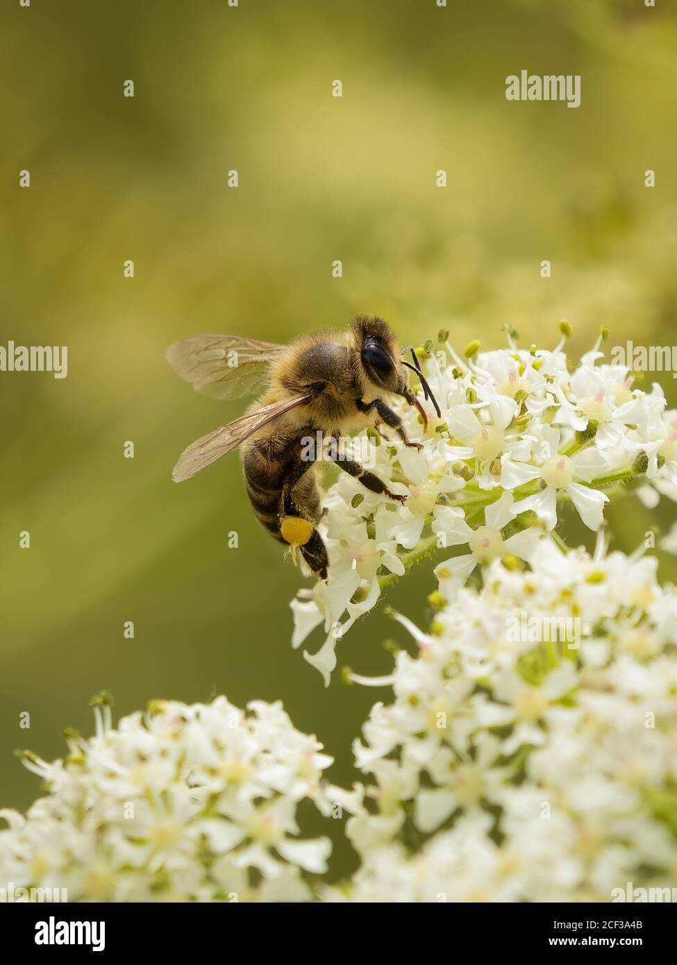 Bumble bee pollen hi-res stock photography and images - Alamy