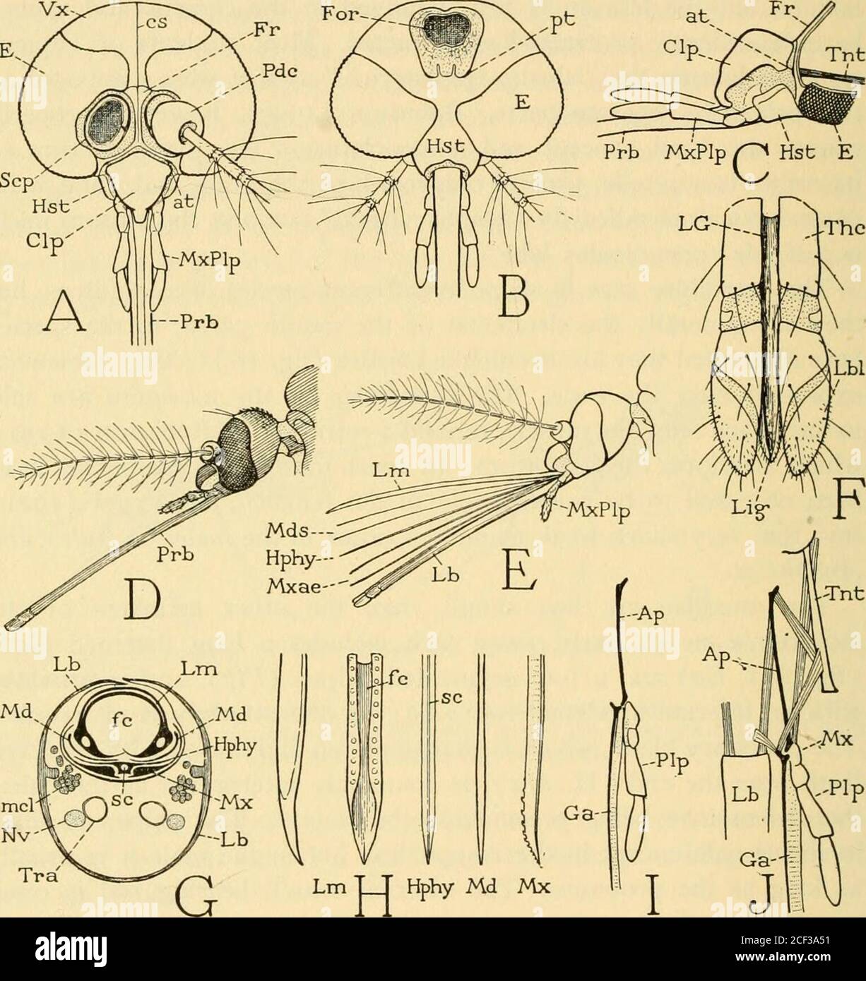 . Smithsonian miscellaneous collections. it is usuallyas long as the proboscis. The internal muscle-bearing rod is oftenregarded as the maxillary stipes, since there are no external partsin the mosquito representing the basal plates of the maxillae. Therod is of an apodemal nature, however, and no evidence has beengiven of its supposed stipital derivation. The maxilla is providedwith protractor and retractor muscles (J), the protractors beinginserted on the end of the apodeme, the retractors on the base of thegalea and palpus. The maxillary blades, therefore, are the onlystylets that are freel Stock Photo