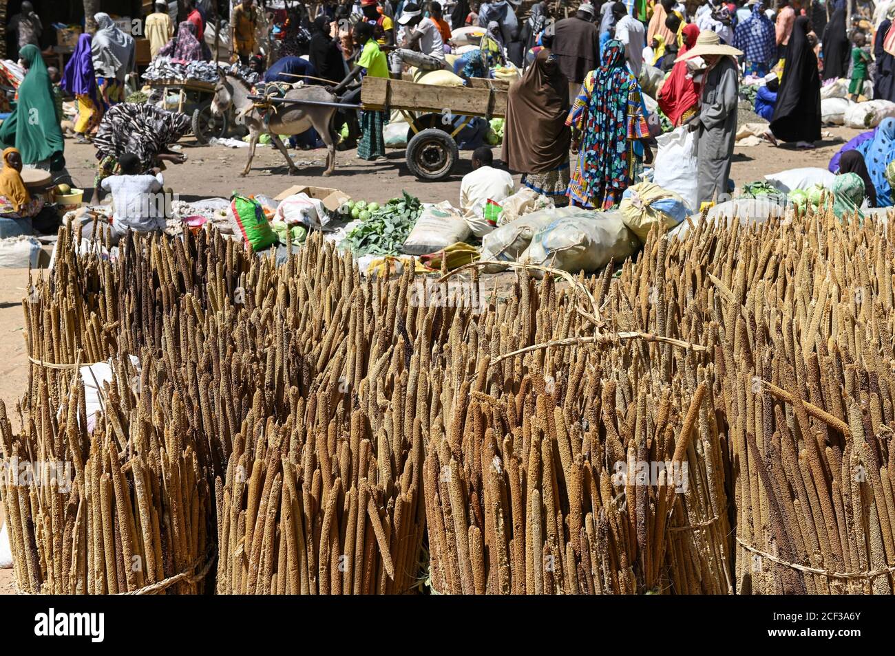 Millet Crop High Resolution Stock Photography and Images Alamy