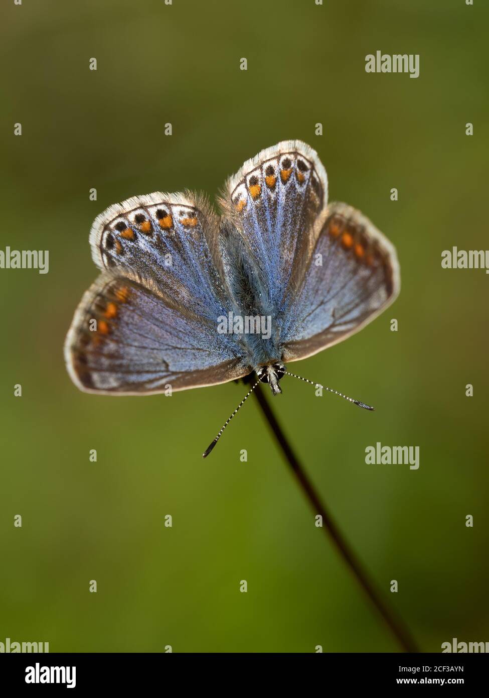 Most common may to august hi-res stock photography and images - Alamy