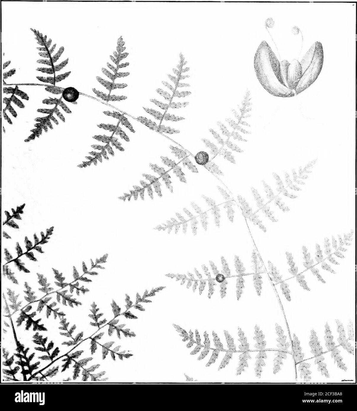 . The fern lover's companion; a guide for the Northeastern States and Canada. Biilblet Bladder Fern. Cystopteris hiiWifera(Willoughby, Vt., 190-1, G. H. TJ The Ferx Lovers Cojipaxion 153. Bulblct Bladdor Fern, di/sfoplcri.t Imlbifcra 154 The Fern Lovers Compaxiox One of the most graceful and attractive of our nativeferns; an object of beauty, whether standing alone ormassed with other growths. It is very easily cultivatedand one of the best for draping. We may drape ourhomes by the yard, says Woolson, with the most grace-ful and filmy of our common ferns, the bladder fern.This fern and the mai Stock Photo