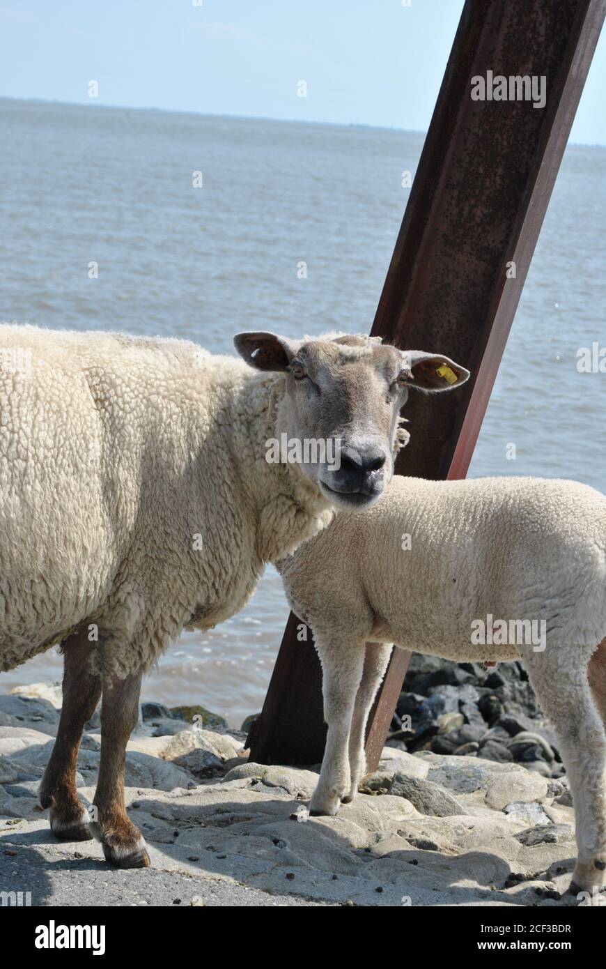 Vertical shot of a herd of sheep standing on the beach Stock Photo - Alamy