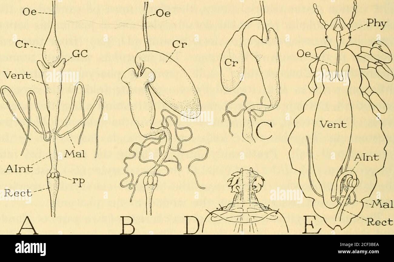 . Smithsonian miscellaneous collections. from the pharynx to the stomach. On the otherhand, as in Mallophaga, there are two gastric caeca, four Malpighiantubules, and six rectal pads. The sucking lice, besides being highly undesirable parasites whosevery presence may cause an unhealthy or diseased condition of theskin, are responsible for the spread of several human diseases. Theyhave been shown to be capable of carrying the organisms of impetigoadhering to their legs or body hairs and to be infective when trans-ferred from a diseased person to another. The human louse, Pedi-culus humanus L., Stock Photo