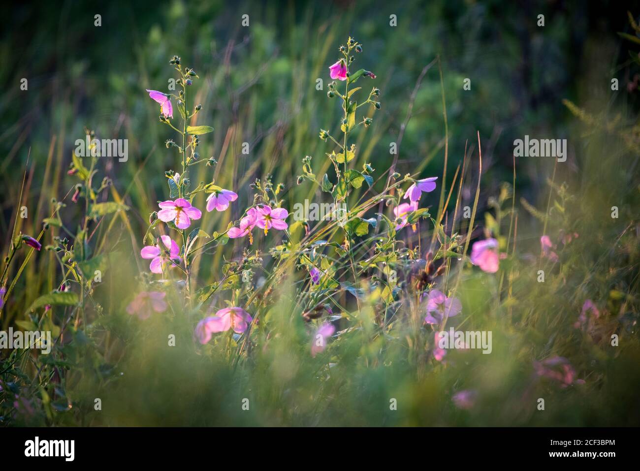 Pink wild flowers bloom in wetlands bordering Breton Bay, Leonardtown, St. Mary's County, Maryland. Stock Photo