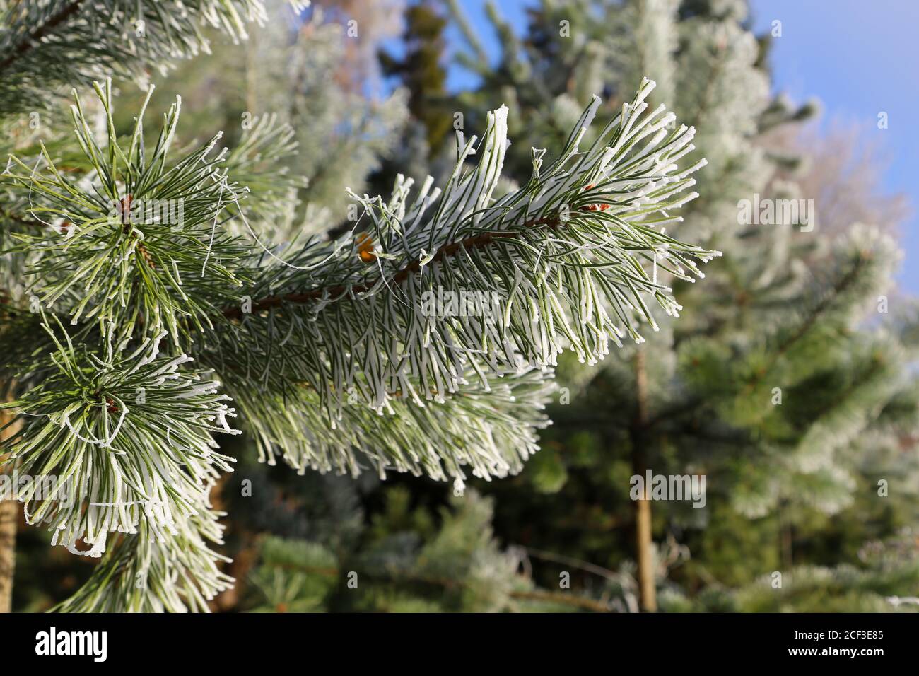 Selective focus shot of the frozen pine leaves on a tree Stock Photo ...