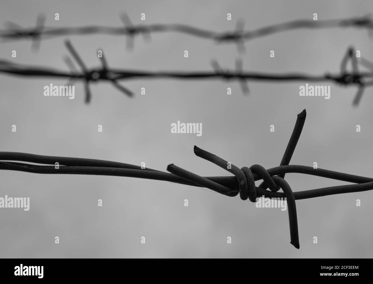 Barbed wire, black and white Stock Photo