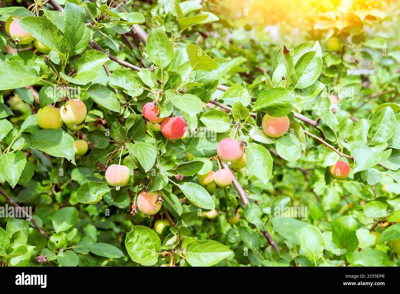 Organic apples hanging from a tree branch in an Apple orchard. the ...