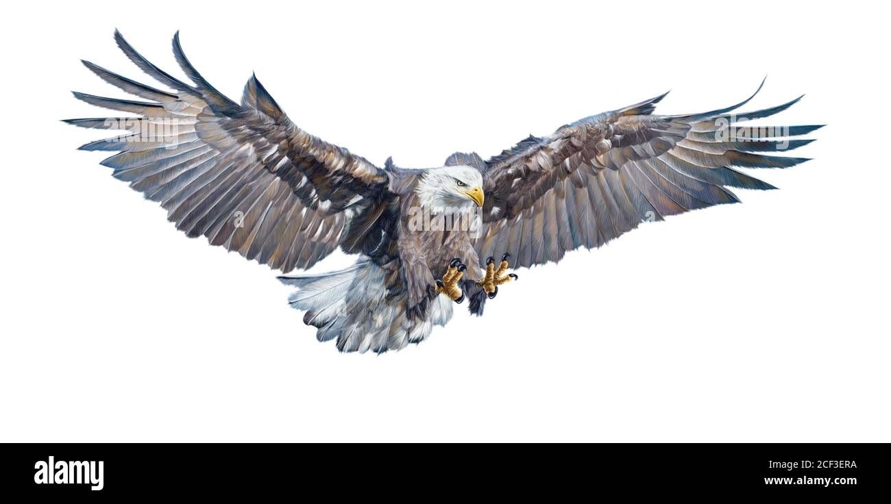 Bald eagle flying  winged swoop attack hand draw and paint color on white background illustration. Stock Photo