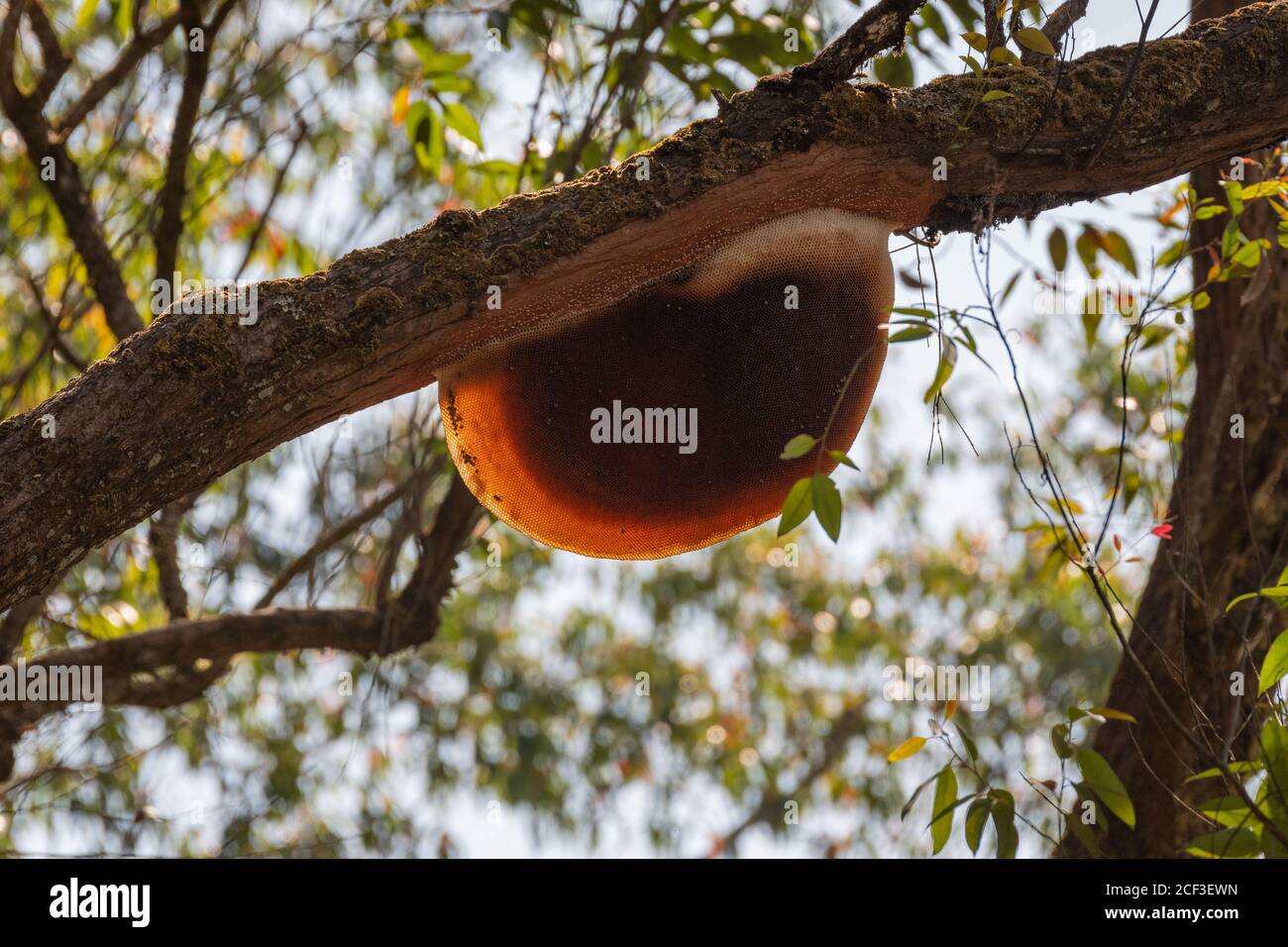 A large but empty bee hive on the higher branches of a tree and in the wild. Stock Photo