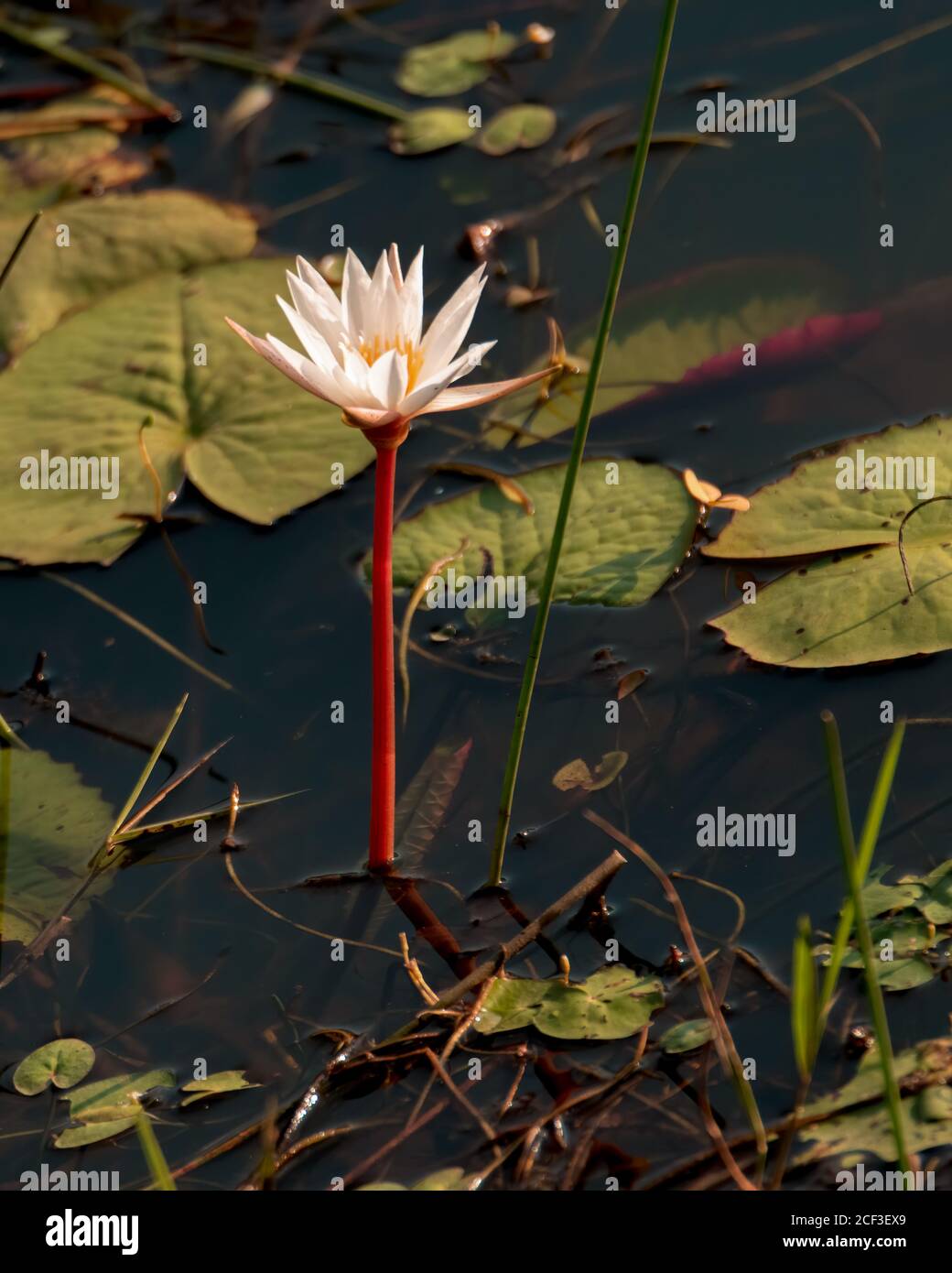 A single beautiful white water lily in full bloom and with a long red stem, in a pond. Stock Photo