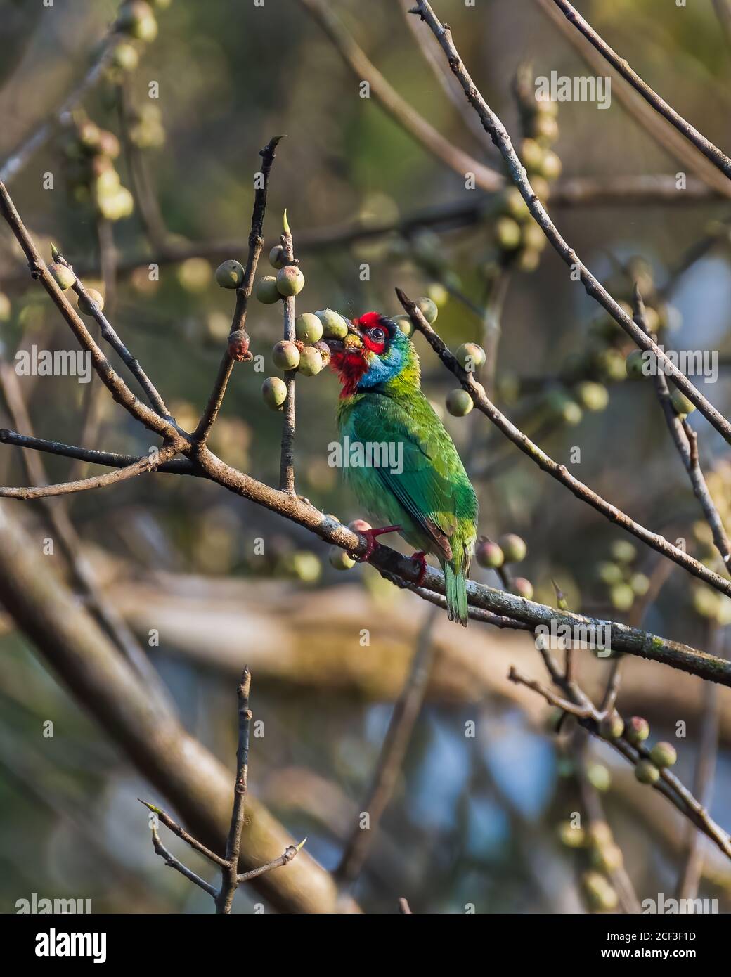A colourful Malabar Barbet (Megalaima malabarica), is greedily stuffing itself with some wild berries. Stock Photo