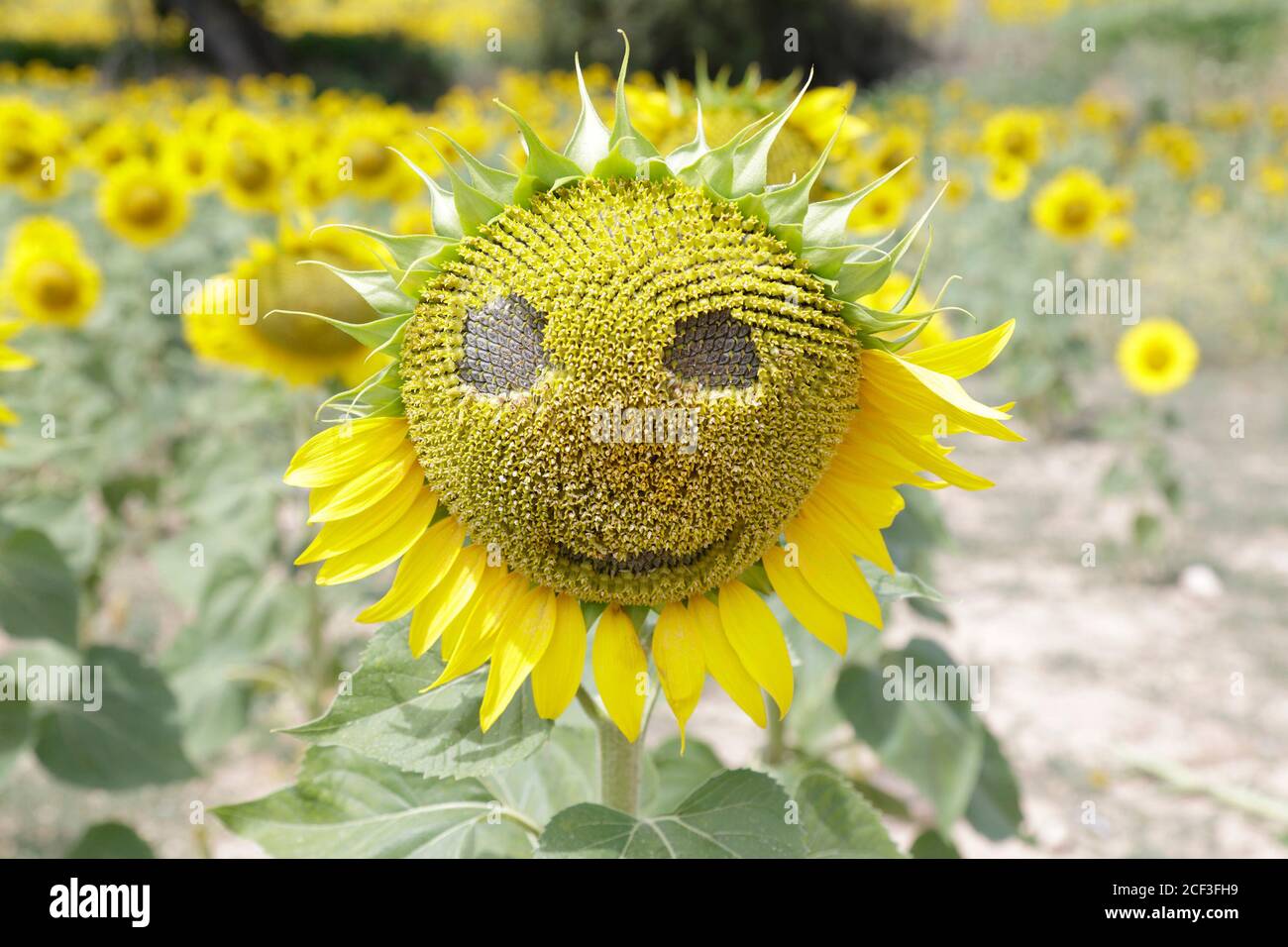 Sunflower with smiley face on a summer day Stock Photo