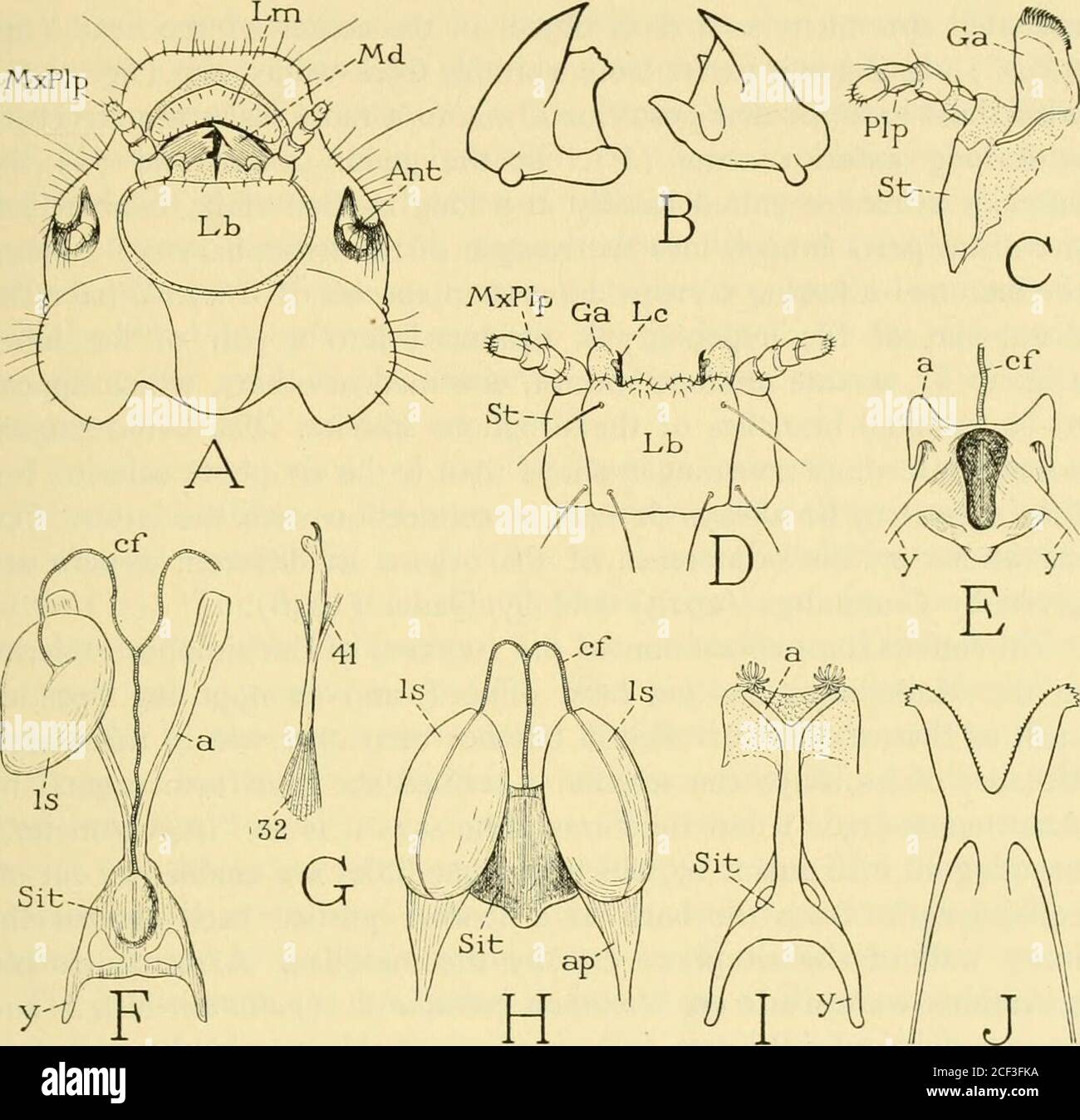 . Smithsonian miscellaneous collections. e, the lacinia has been lost in the majority ofspecies, and the persisting maxillary lobe is the galea. The use of thelacinial forks is not known, but their position and musculaturesuggest that they serve as picks. The labium of the Mallophaga is always a simple structure, con-sisting of a broad plate in the under wall of the head (fig. 11 A, D,Lb) bearing two or four small terminal lobes. The simplicity of thelabium is in line with the simplification of the organ in the Corrodentia.The mallophagan labium can play only a passive role in feeding. The hyp Stock Photo